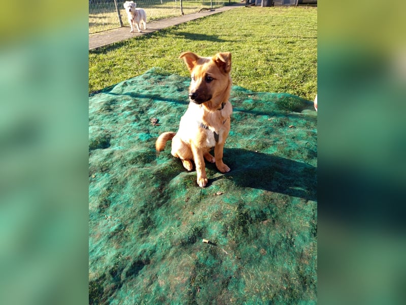 Pauli sucht sein Zuhause