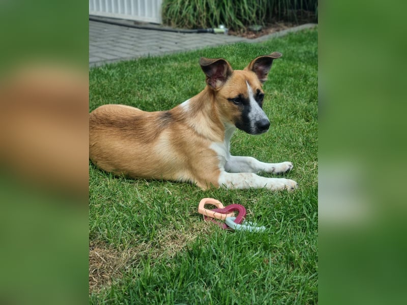 Zauberhafte Jane sucht Körbchen für immer