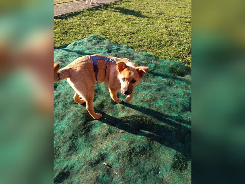 Pauli sucht sein Zuhause