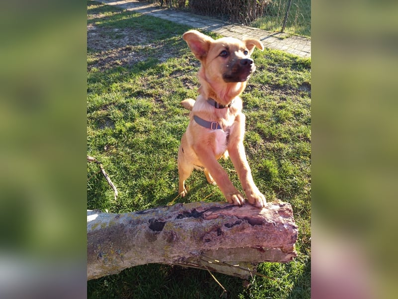 Pauli sucht sein Zuhause