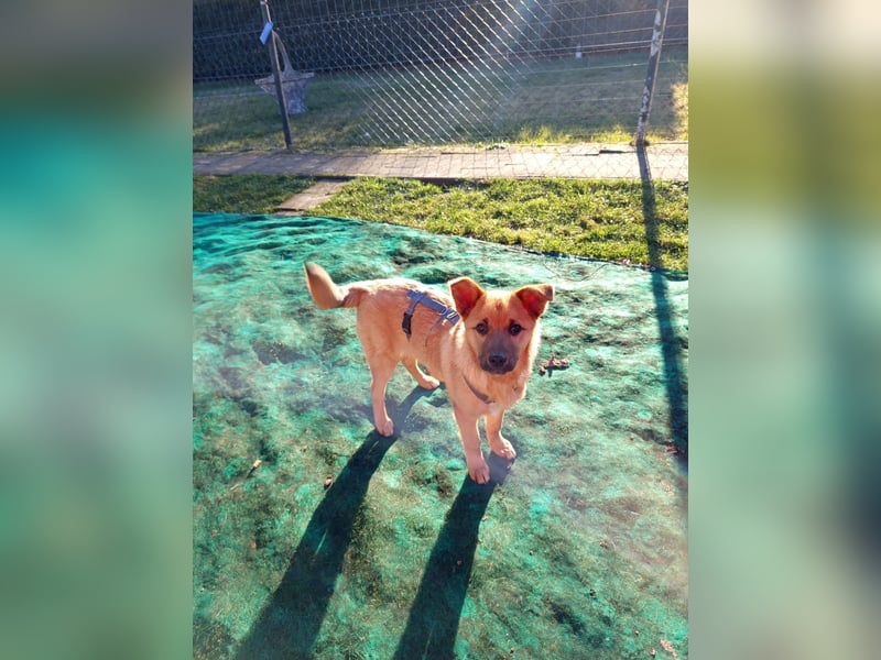 Pauli sucht sein Zuhause