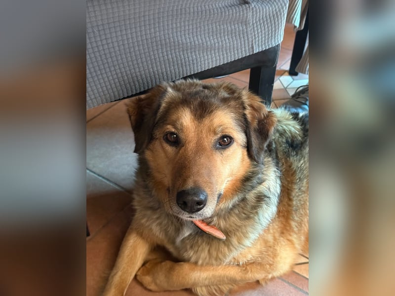 Abby sucht Herzdame ohne Herzbube, gerne mit Garten