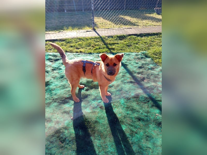 Pauli sucht sein Zuhause