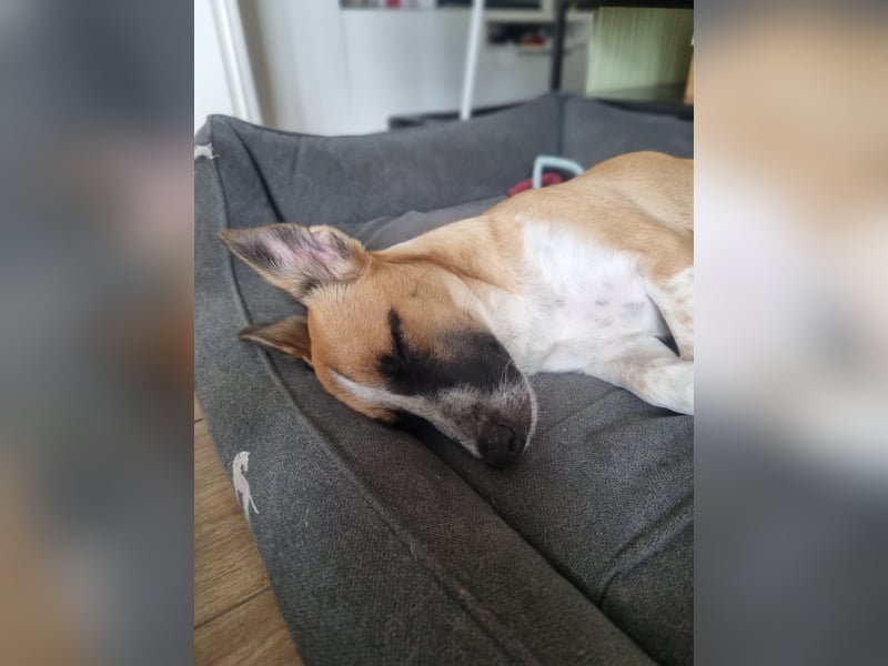 Zauberhafte Jane sucht Körbchen für immer