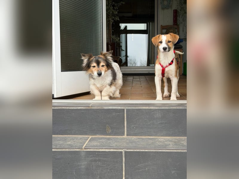 Hanni sucht ihr Zuhause