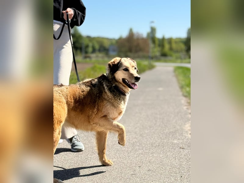 Abby sucht Herzdame ohne Herzbube, gerne mit Garten