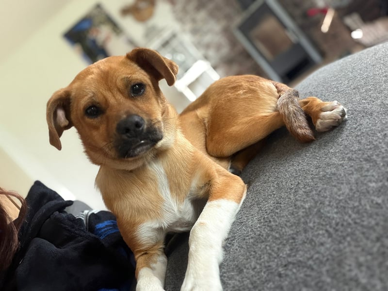 Jax sucht sein Zuhause