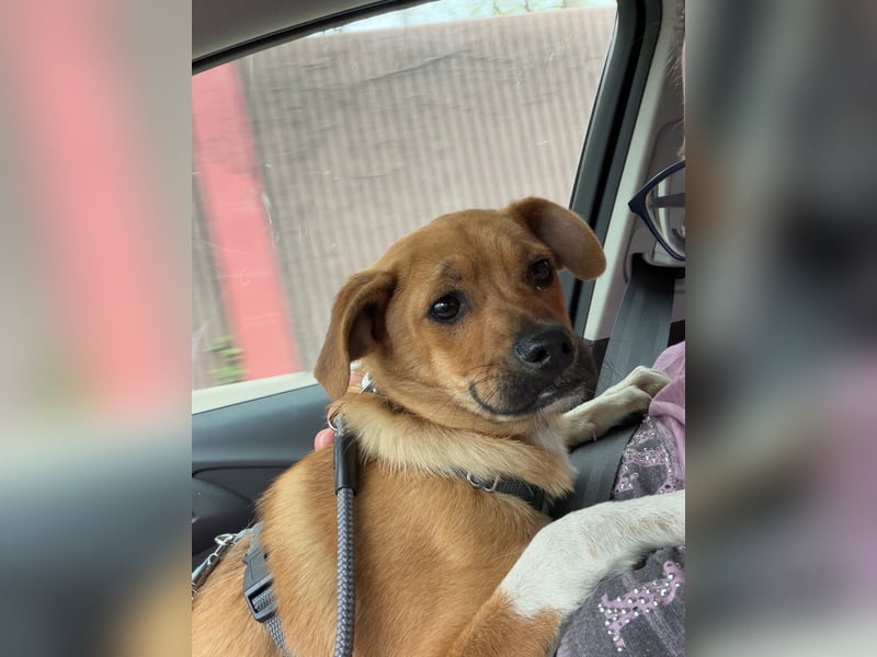 Jax sucht sein Zuhause