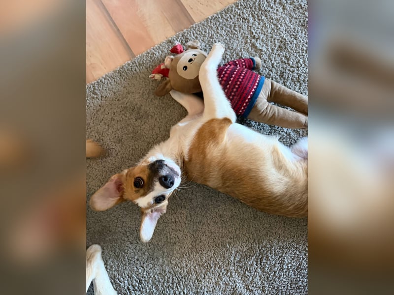 Hanni sucht ihr Zuhause