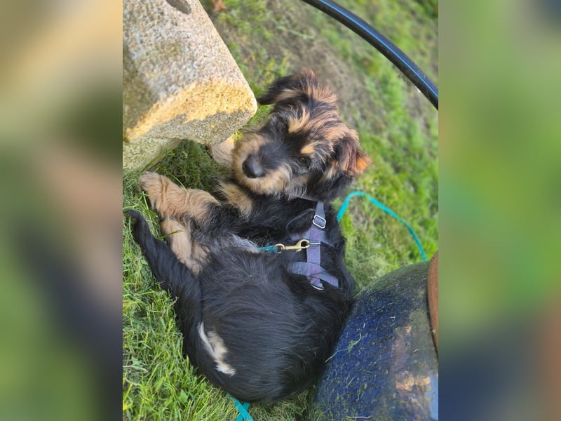 Zara sucht Ihr Zuhause