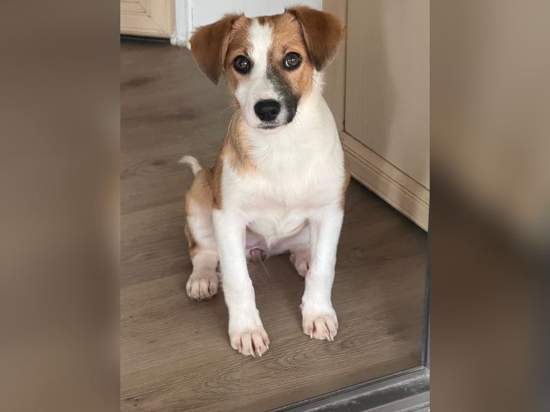 Hanni sucht ihr Zuhause