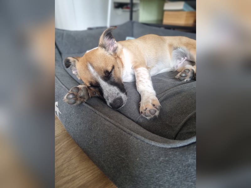 Zauberhafte Jane sucht Körbchen für immer
