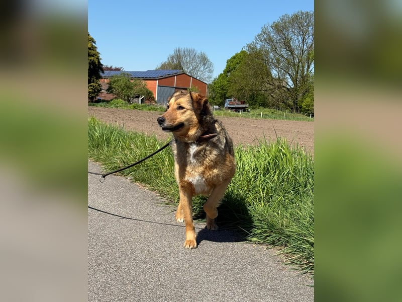 Abby sucht Herzdame ohne Herzbube, gerne mit Garten