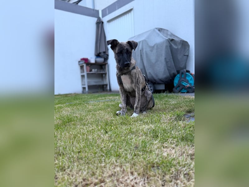 6 Monate alte Skadi sucht Familie mit Herz