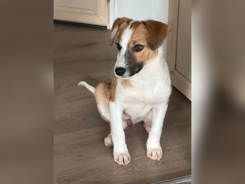 Hanni sucht ihr Zuhause