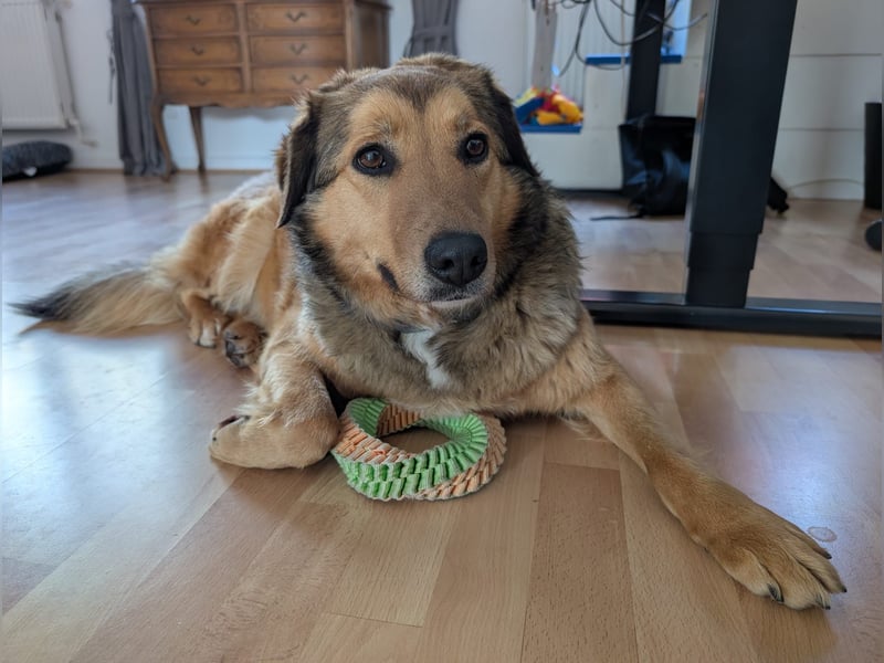 Abby sucht Herzdame ohne Herzbube, gerne mit Garten