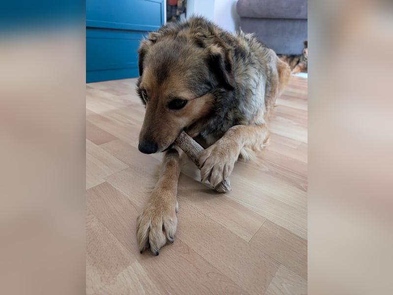 Abby sucht Herzdame ohne Herzbube, gerne mit Garten