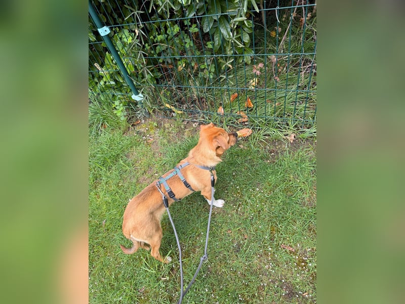 Jax sucht sein Zuhause