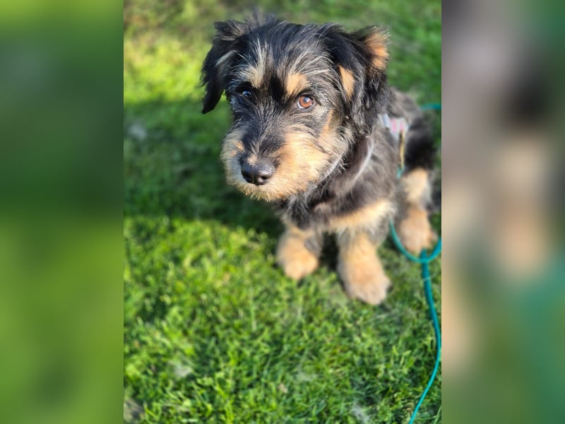 Zara sucht Ihr Zuhause