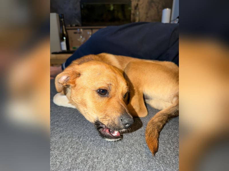 Jax sucht sein Zuhause