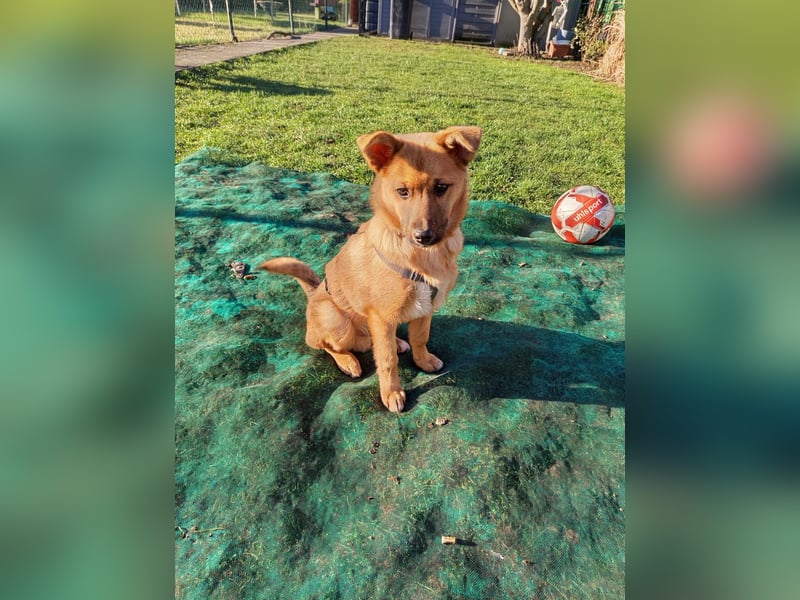 Pauli sucht sein Zuhause