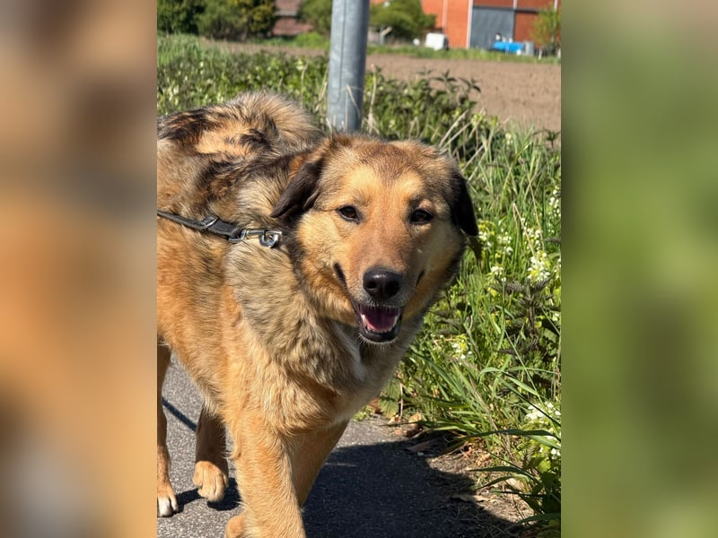 Abby sucht Herzdame ohne Herzbube, gerne mit Garten