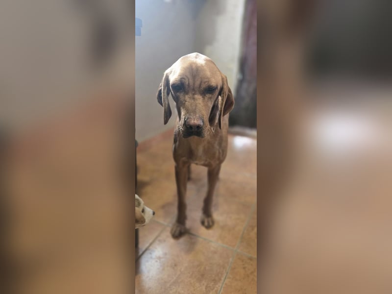 Ajani BE- hübsche Mama auf der Suche nach eine Zuhause