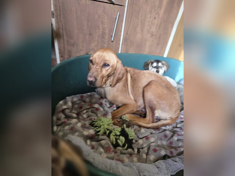 Ajani BE- hübsche Mama auf der Suche nach eine Zuhause