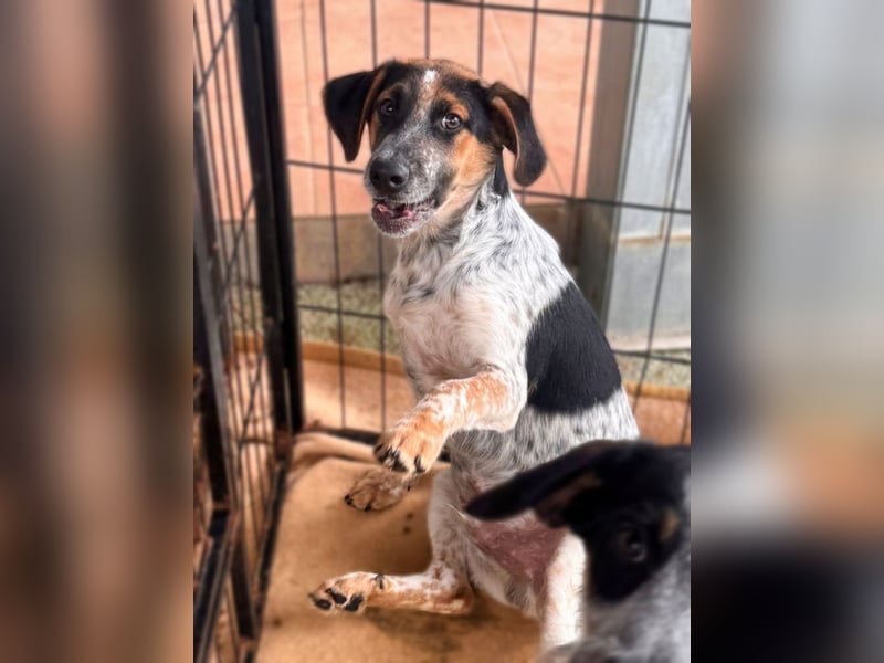 Ornix - Farbenspiel des Winds