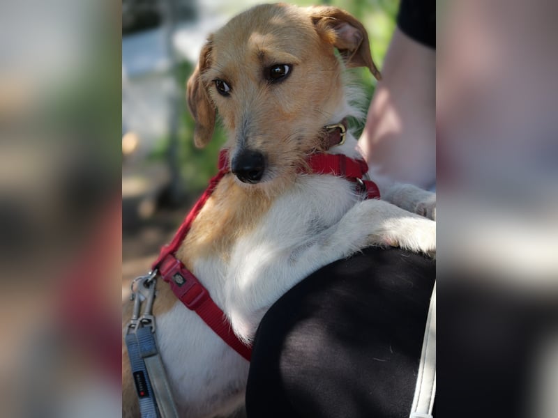 Selene - ein Engel auf 4 Pfoten