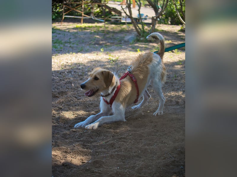 Selene - ein Engel auf 4 Pfoten