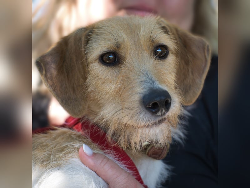 Selene - ein Engel auf 4 Pfoten