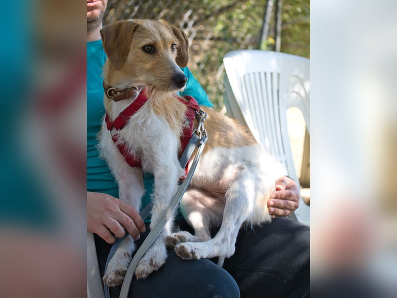 Selene - ein Engel auf 4 Pfoten