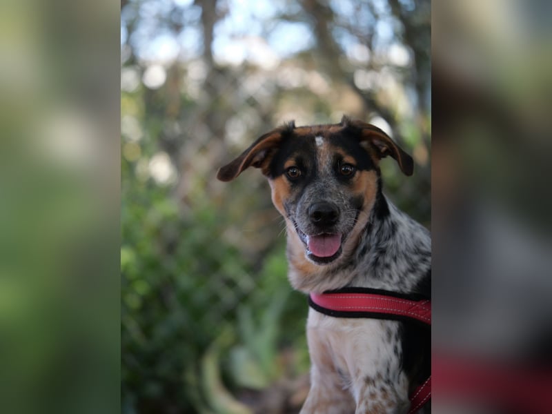 Ornix - Farbenspiel des Winds