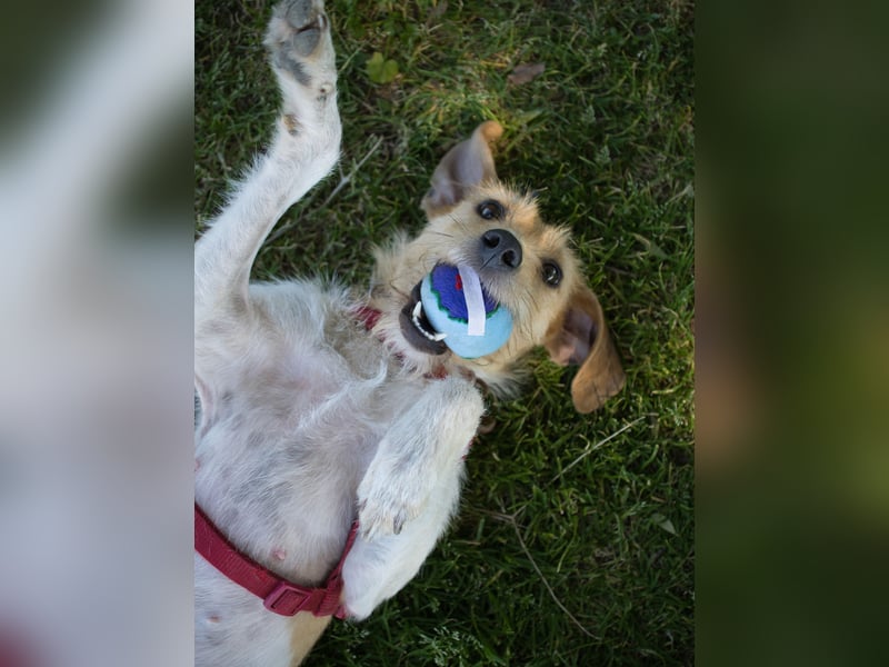 Selene - ein Engel auf 4 Pfoten