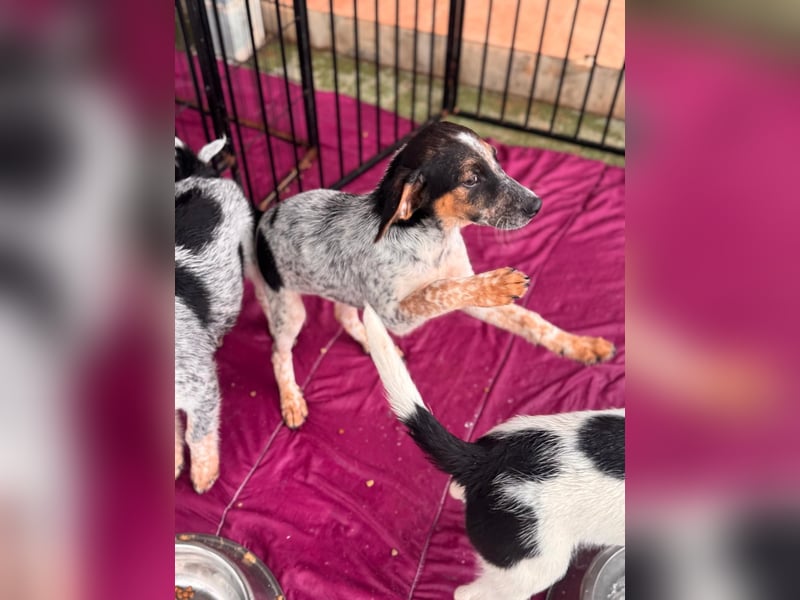 Ornix - Farbenspiel des Winds