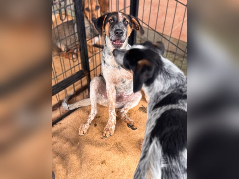 Ornix - Farbenspiel des Winds