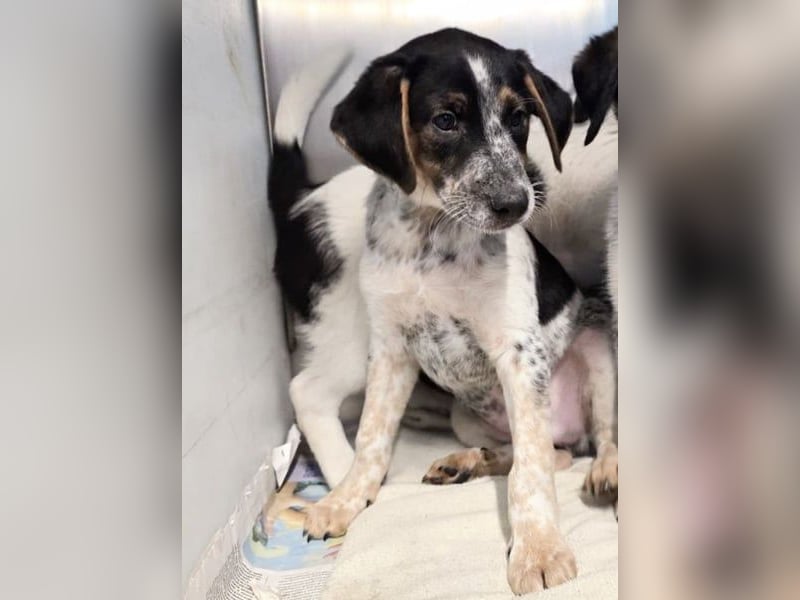 Ornix - Farbenspiel des Winds