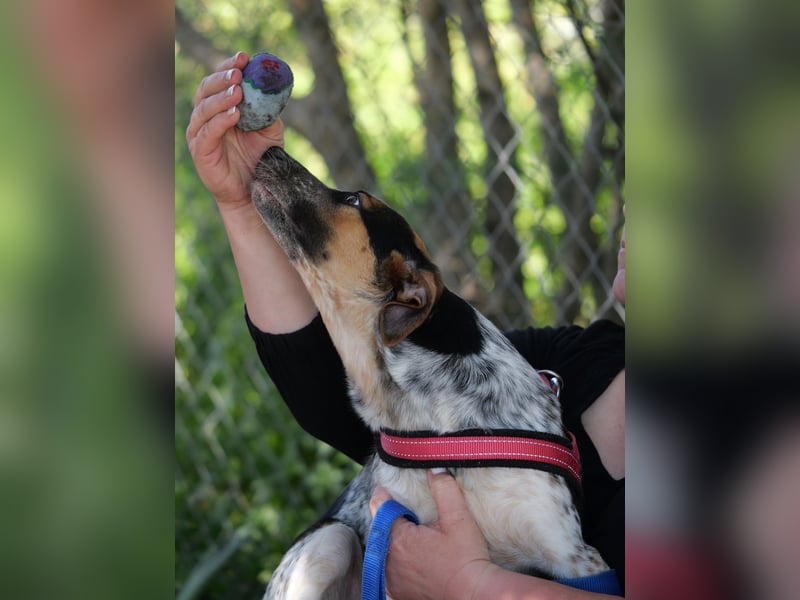 Ornix - Farbenspiel des Winds