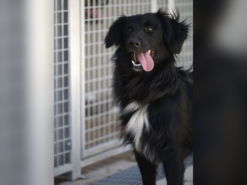 Sonic - eine Puschel-Rakete