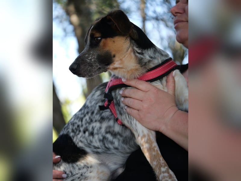 Ornix - Farbenspiel des Winds