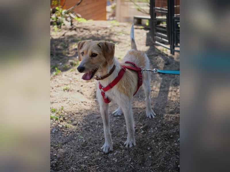 Selene - ein Engel auf 4 Pfoten