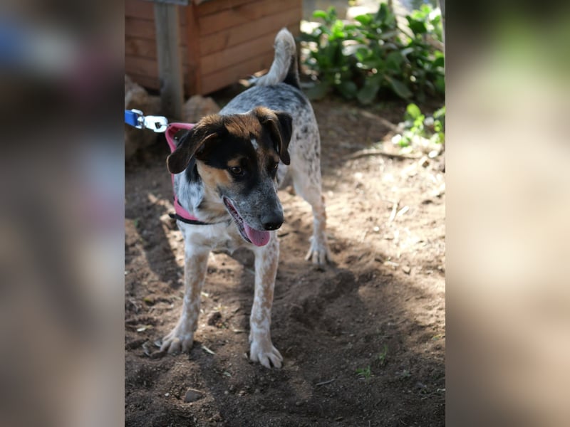 Ornix - Farbenspiel des Winds