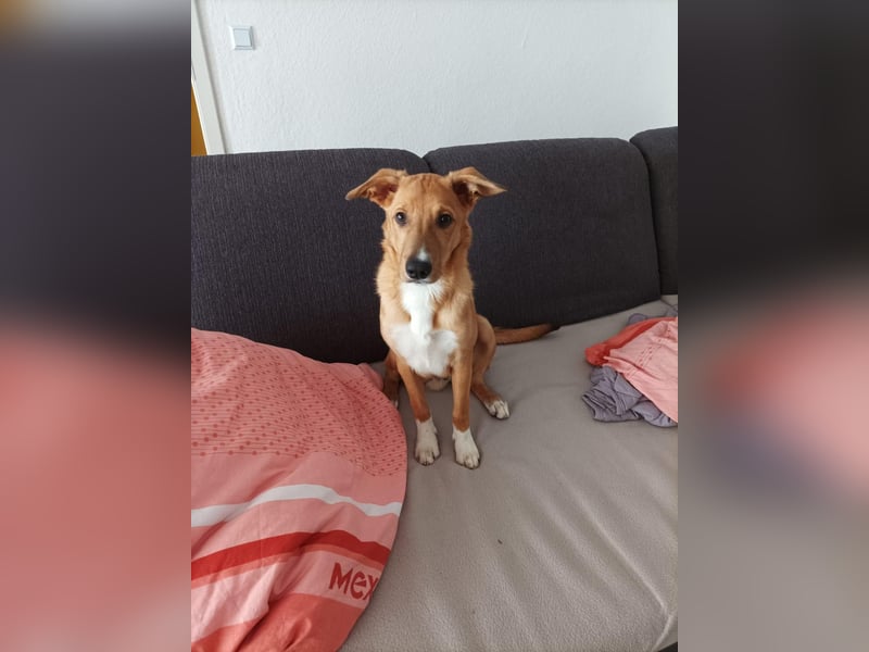 Freundlicher Junghund Fiete