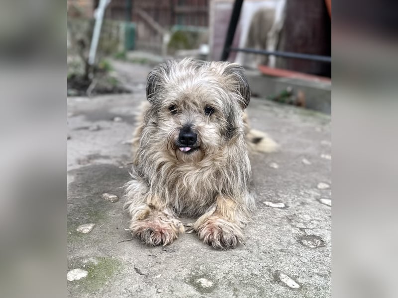 Vernachlässigte, treue Seele: Unser lieber und dankbarer Amos (10) sucht sein Zuhause für immer!