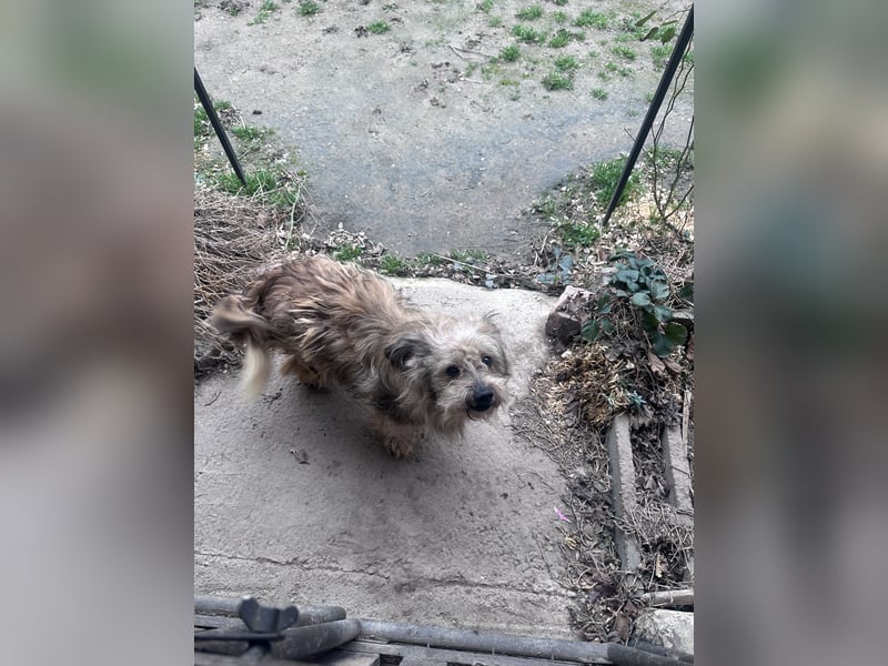 Vernachlässigte, treue Seele: Unser lieber und dankbarer Amos (10) sucht sein Zuhause für immer!