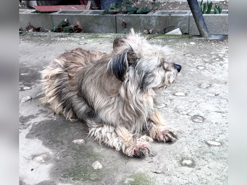 Vernachlässigte, treue Seele: Unser lieber und dankbarer Amos (10) sucht sein Zuhause für immer!
