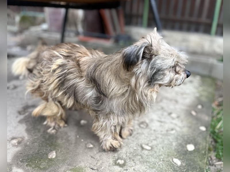 Vernachlässigte, treue Seele: Unser lieber und dankbarer Amos (10) sucht sein Zuhause für immer!