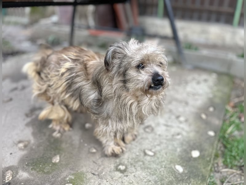 Vernachlässigte, treue Seele: Unser lieber und dankbarer Amos (10) sucht sein Zuhause für immer!