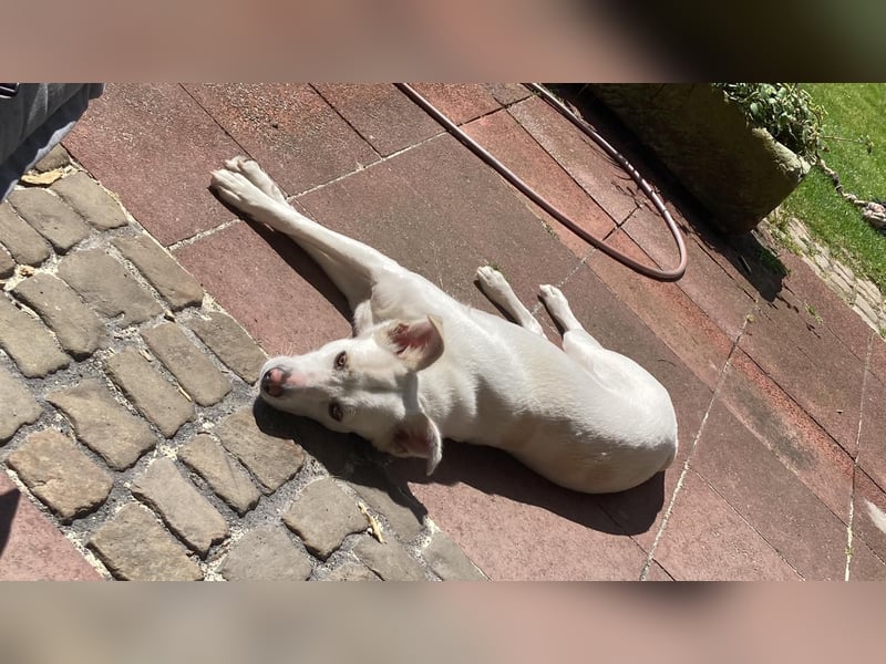 Suche meine Familie fürs Leben !  ( Im Auftrag )